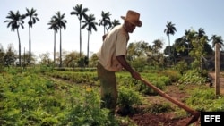 Un campesino limpia un sembrado con un azadón, en el municipio habanero de Bejucal (Cuba).