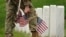 Un soldado de EEUU participa en la misión anual "Flags In" para el Día de los Caídos, en el Cementerio Nacional de Arlington. REUTERS/Kevin Lamarque