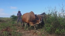 Info Martí | La debacle del sector agropecuario cubano Info Martí | La debacle del sector agropecuario cubano