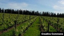 Viñedo en Santa Rosa, Uruguay.