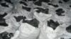 Bolsas de carbón hecho con marabú en Cuba (Foto: Archivo).