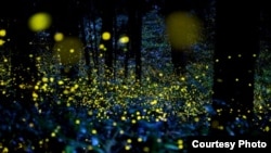 "Vuelan despacio, en torno, las animitas" (José Martí). Fotografía: Tsuneaki Hiramatsu