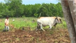 Campesinos cubanos ante un callejón sin salida por falta de combustible Campesinos cubanos ante un callejón sin salida por falta de combustible