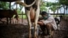 Un campesino ordeña una vaca en su finca de Mayabeque. (YAMIL LAGE / AFP)