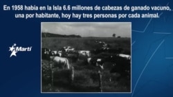 Historia Perdida: Cuba y la ganadería Historia Perdida: Cuba y la ganadería