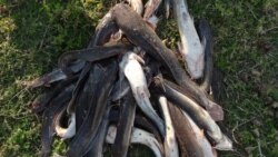 Villa Clara anuncia incremento de la producción de clarias para la dieta Villa Clara anuncia incremento de la producción de clarias para la dieta