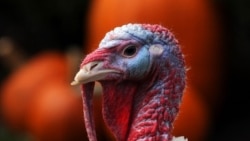 Hoy Amado Gil y José Luis Ramos ofrecen un programa especial sobre la celebración en Estados Unidos del Día de Acción de Gracias Hoy Amado Gil y José Luis Ramos ofrecen un programa especial sobre la celebración en Estados Unidos del Día de Acción de Gracias