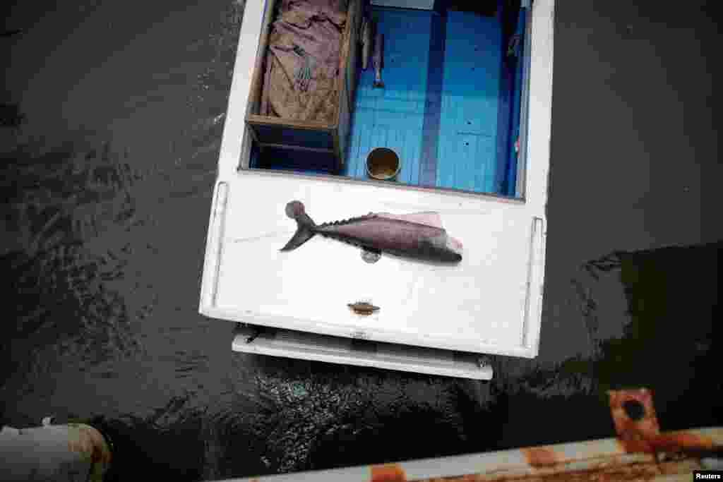 La cantidad de peces de Cuba ha caído drásticamente en las últimas décadas. REUTERS/Alexandre Meneghini