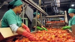 Campesinos disminuyen producción de tomate ante falta de atención del estado Campesinos disminuyen producción de tomate ante falta de atención del estado