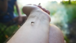 Brote de enfermedad con síntomas inusuales se extiende por Matanzas Brote de enfermedad con síntomas inusuales se extiende por Matanzas