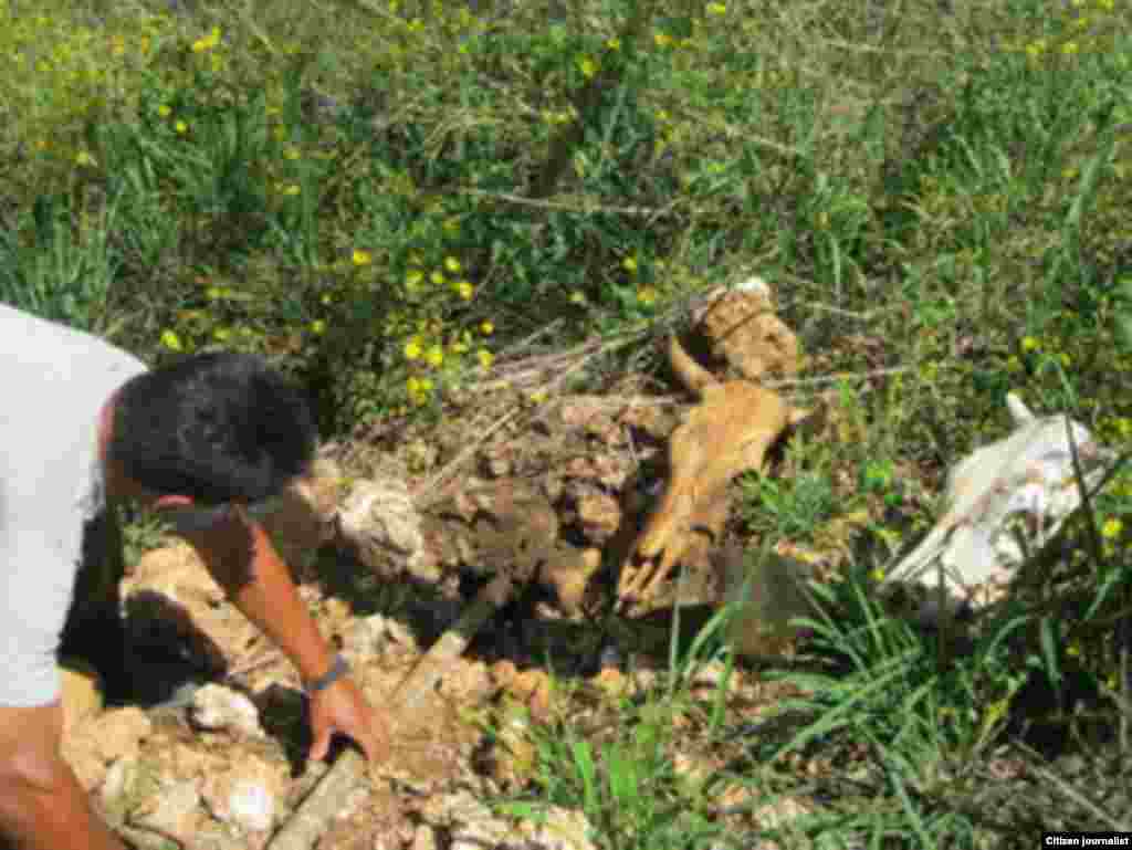 El periodista independiente Calixto Ramón Martínez indaga lo que ocurre con las reses que "desaparecen" de los campos.