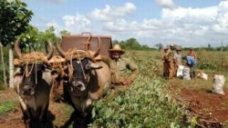 Campesinos cubanos advierten sobre las críticas condiciones que enfrentan para producir. Campesinos cubanos advierten sobre las críticas condiciones que enfrentan para producir.
