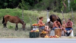 Agricultores cubanos invitan a ministro Marrero a "doblar el lomo" junto a ellos Agricultores cubanos invitan a ministro Marrero a "doblar el lomo" junto a ellos
