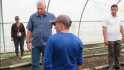 No llega la ayuda a las plantaciones de tabaco en San Juan y Martínez No llega la ayuda a las plantaciones de tabaco en San Juan y Martínez