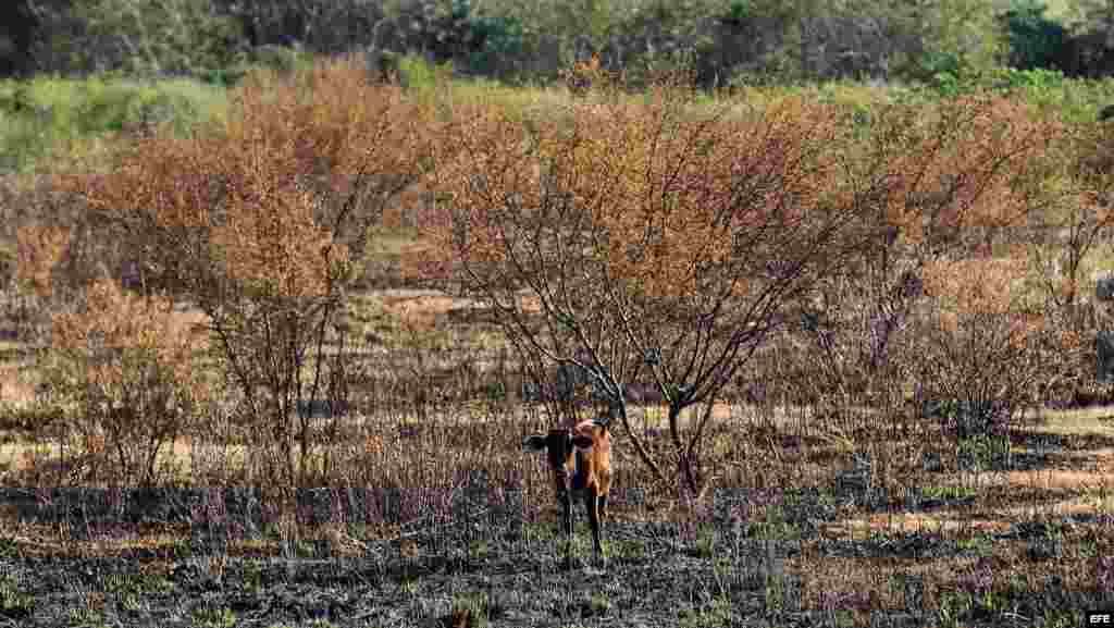 Un ternero busca alimentos en la presa "Sábanas Blancas", que se encuentra por debajo del mínimo de su capacidad de embalse en la provincia de Ciego de Ávila