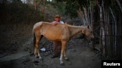 Un campesino posa con su caballo en Cerrito de Naua, Cuba. (Archivo REUTERS/Alexandre Meneghini)