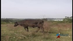 Se depaupera la masa ganadera en Cuba Se depaupera la masa ganadera en Cuba