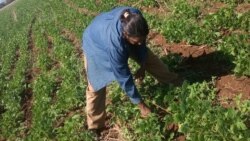 Se desploma producción de frijoles en Cuba Se desploma producción de frijoles en Cuba