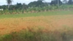 La situación del campesinado es crítica, denuncia el agricultor Osmani Poveda La situación del campesinado es crítica, denuncia el agricultor Osmani Poveda